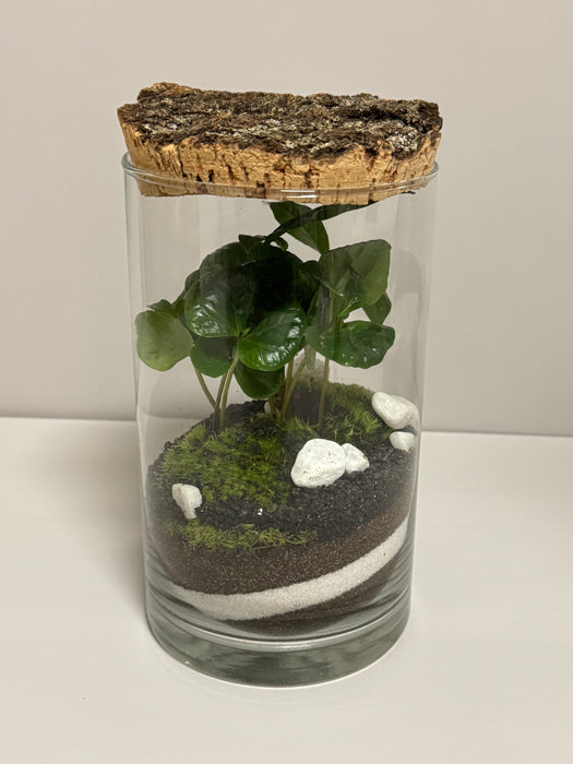 Terrarium Rimini Sissy 002 - Coffea