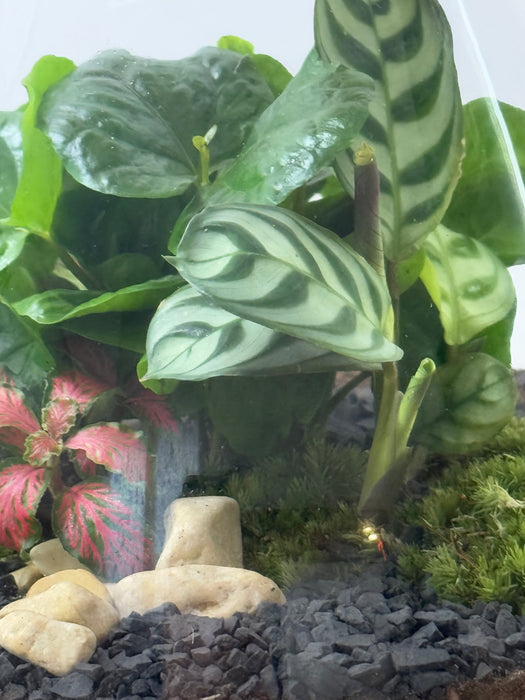 Terrarium Rimini Lilly 003 - Green Mix