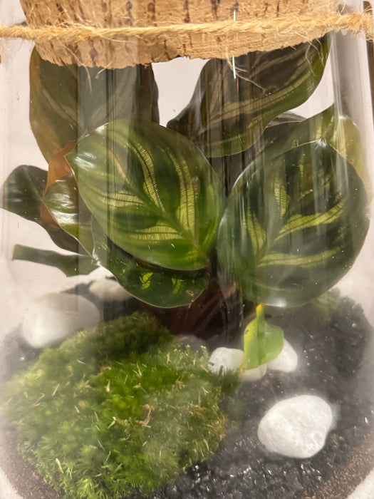 Terrarium Rimini Donna 002 - Calathea