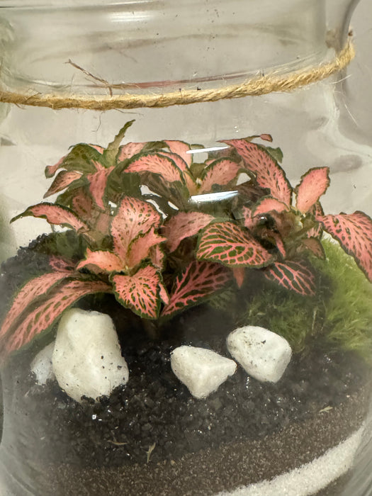 Terrarium Rimini Clio 002 - Fittonia