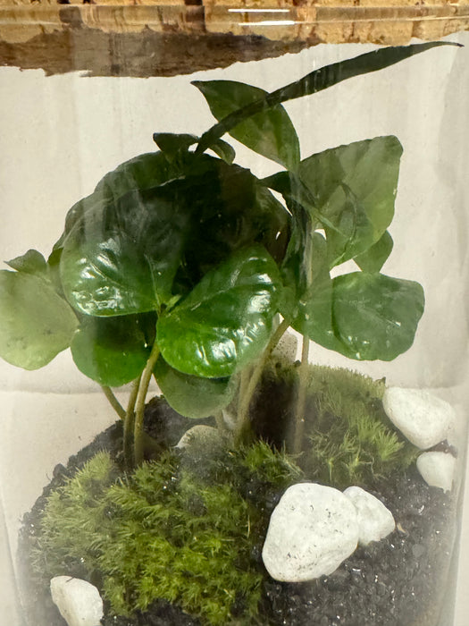 Terrarium Rimini Sissy 002 - Coffea