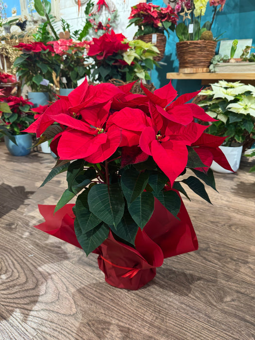 Red Christmas Star - Height 55