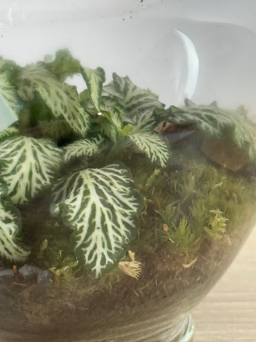 Terrarium Rimini Vitt 001 - Fittonia