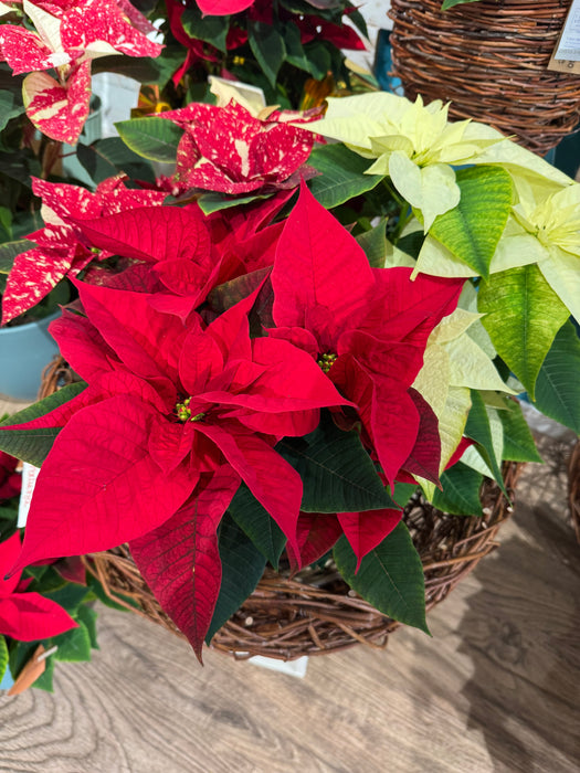 Poinsettia Tris Red-White-Pink Pigmented Height 50