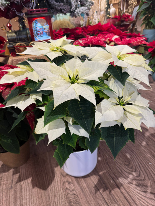 White Christmas Star - Height 55