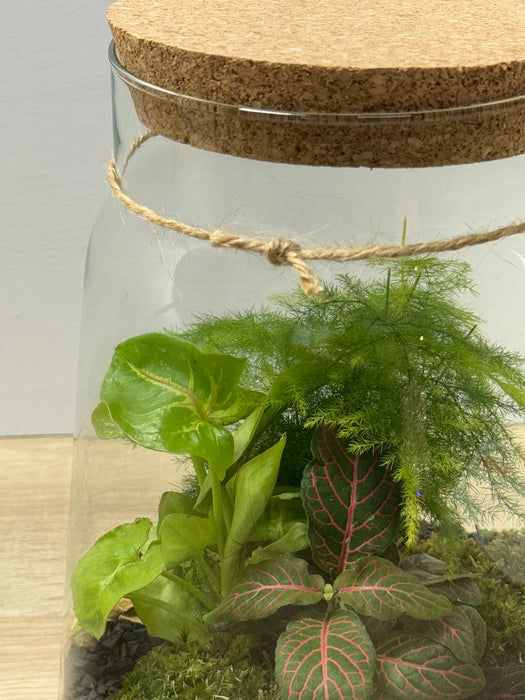 Terrarium Rimini Sally 002 - Green Mix