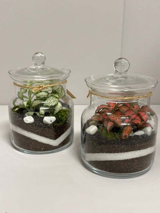 Terrarium Rimini Clio 001 - Fittonia