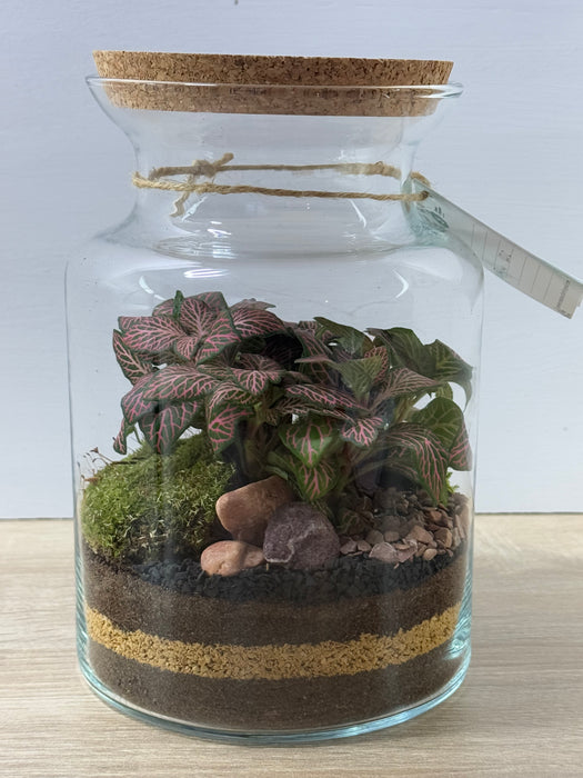 Terrarium Rimini Rini 002 - Fittonia