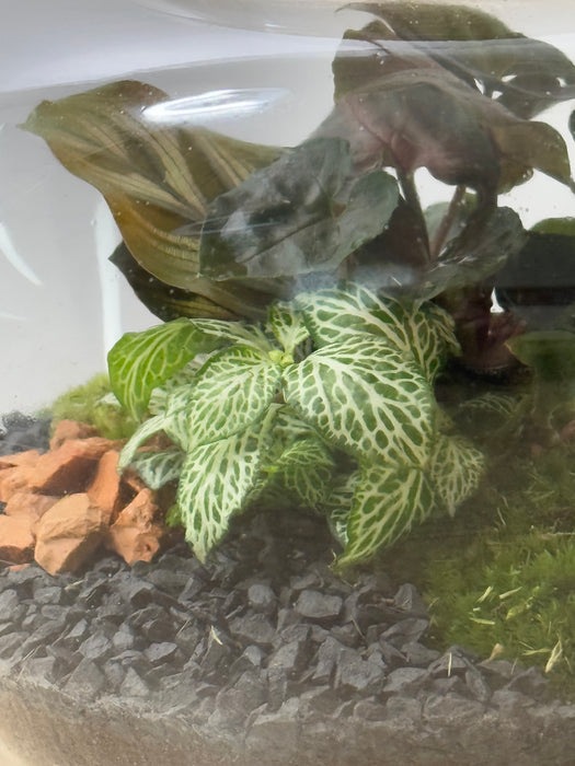 Terrarium Rimini Vitt 002 - Green Mix