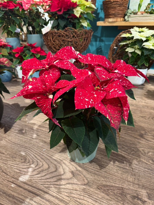 Variegated Christmas Star - Height 55