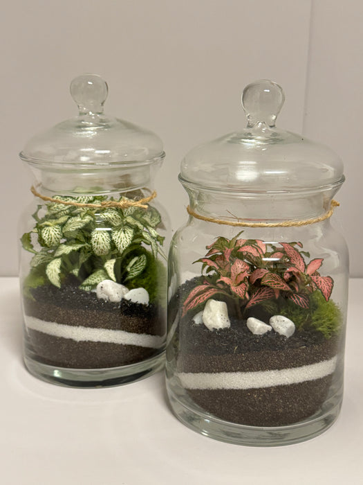 Terrarium Rimini Clio 002 - Fittonia