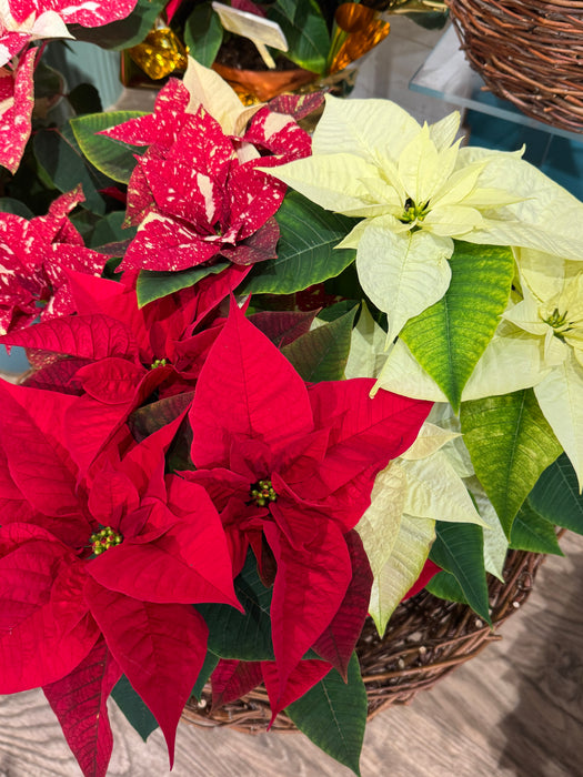 Poinsettia Tris Red-White-Pink Pigmented Height 50