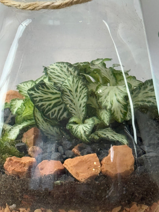 Terrarium Rimini Lilly 001 - Fittonia