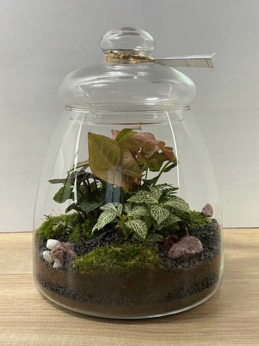 Terrarium Rimini Sophie 001 - Green Mix