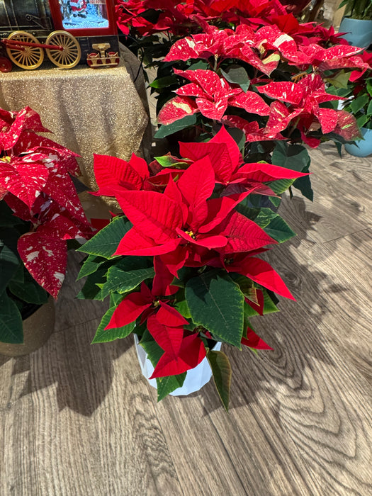 Red Christmas Star - Height 35/40