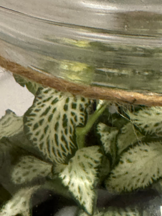 Terrarium Rimini Clio 001 - Fittonia