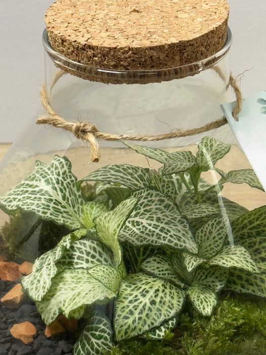 Terrarium Rimini Lilly 002 - Fittonia