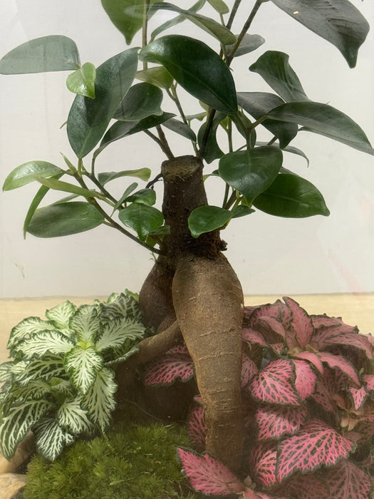 Terrarium Rimini Noemie 005 - Ficus Gingseng/Green Mix