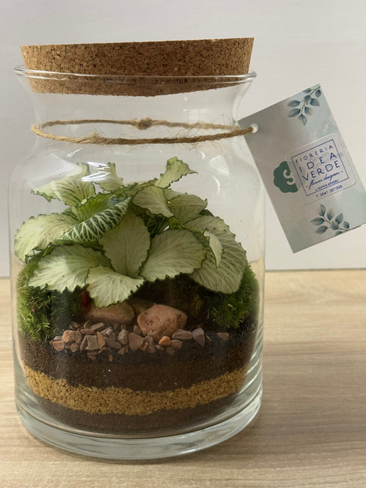 Terrarium Rimini Rini 001 - Fittonia