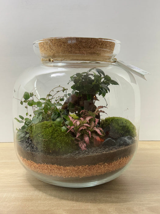 Terrarium Rimini Monica 002 - Ficus Gingseng/Green Mix