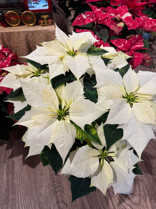 White Christmas Star - Height 55