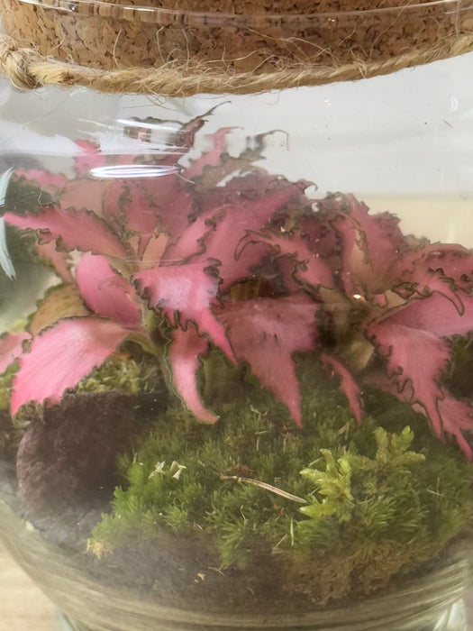 Terrarium Rimini Vitt 001 - Fittonia