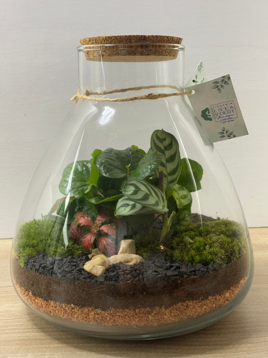 Terrarium Rimini Lilly 003 - Green Mix