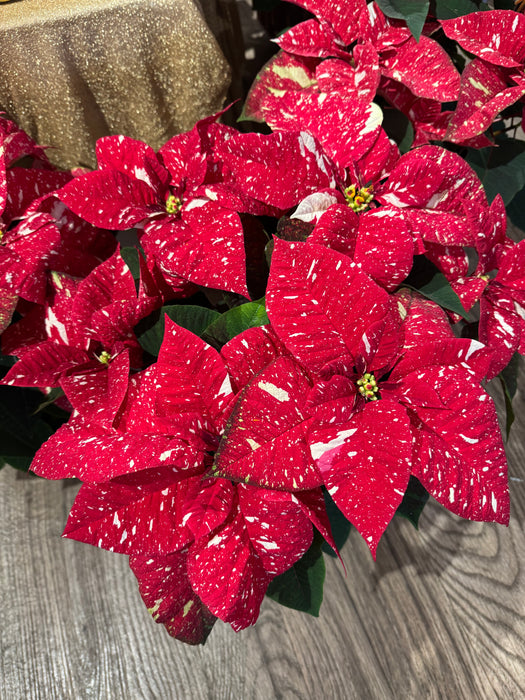 Variegated Christmas Star - Height 55