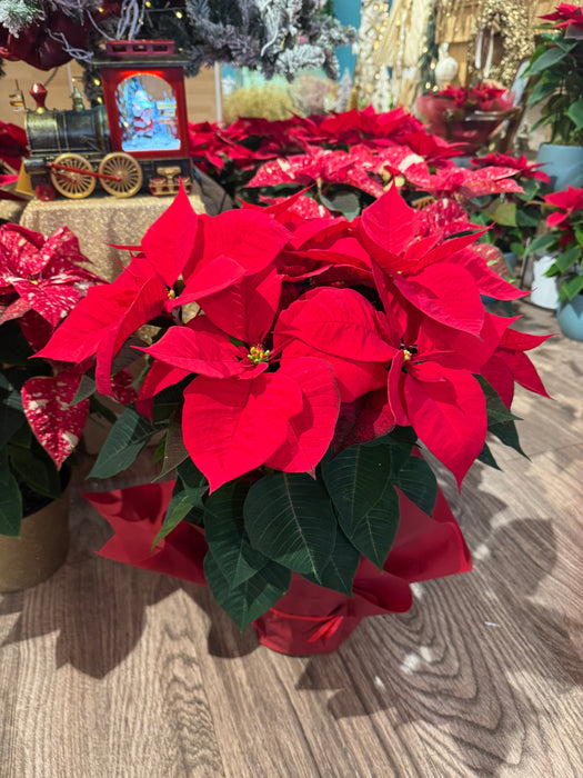 Red Christmas Star - Height 55