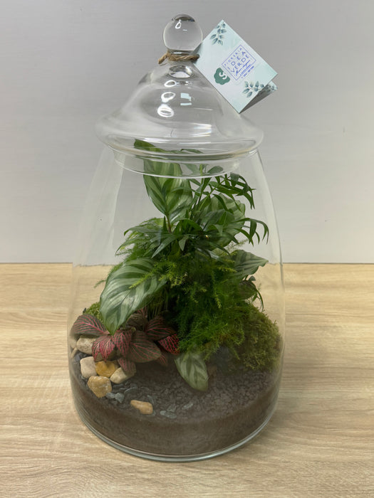 Terrarium Rimini Elena 001 - Green Mix