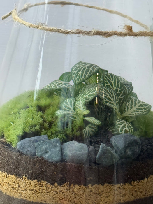 Terrarium Rimini Barbi 001 - Fittonia