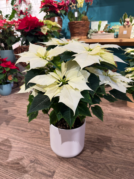 White Christmas Star - Height 55