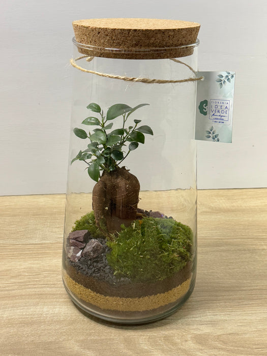 Terrarium Rimini Barbi 004 - Ficus Gingseng/Retusa