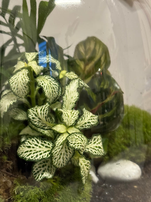 Terrarium Rimini Ghiz 001 - Fittonia Chamadorea Calathea