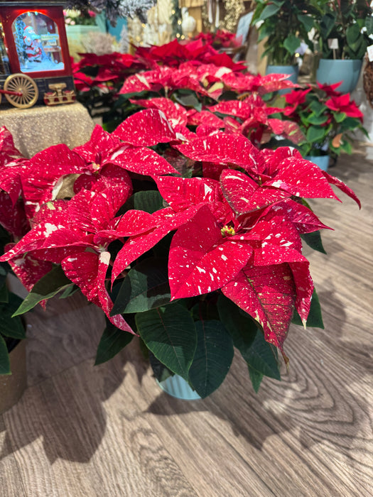 Variegated Christmas Star - Height 55