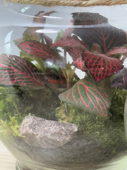 Terrarium Rimini Vitt 001 - Fittonia