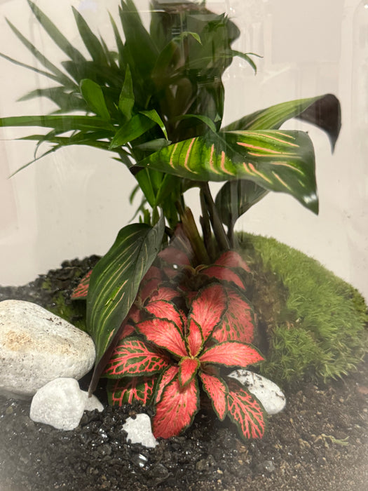 Terrarium Rimini Fiamma 001 - Fittonia rossa Asparagus Calathea