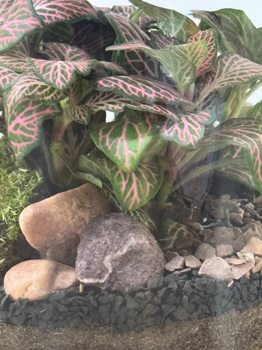 Terrarium Rimini Rini 002 - Fittonia