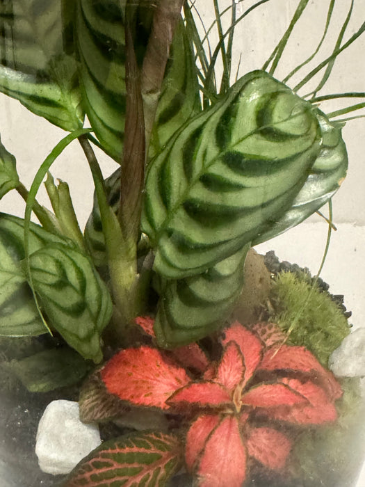 Terrarium Rimini Agata 002 - Fittonia Calathea Chamadorea o Nolina