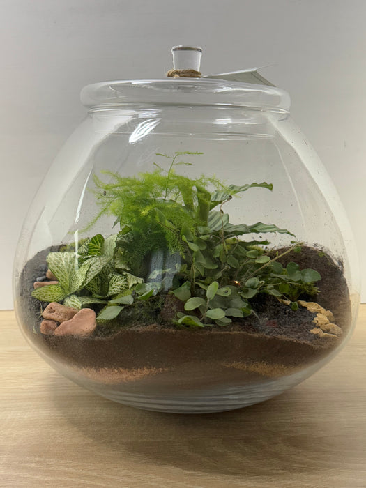 Terrarium Rimini Nina 001 - Green Mix