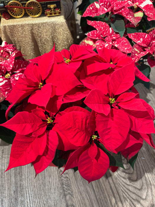 Red Christmas Star - Height 55