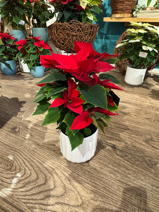 Red Christmas Star - Height 35/40