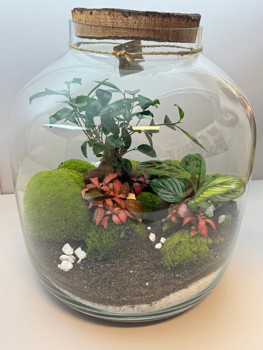 Terrarium Rimini Katy 002 - Ficus Ginseng Fittonia Calathea