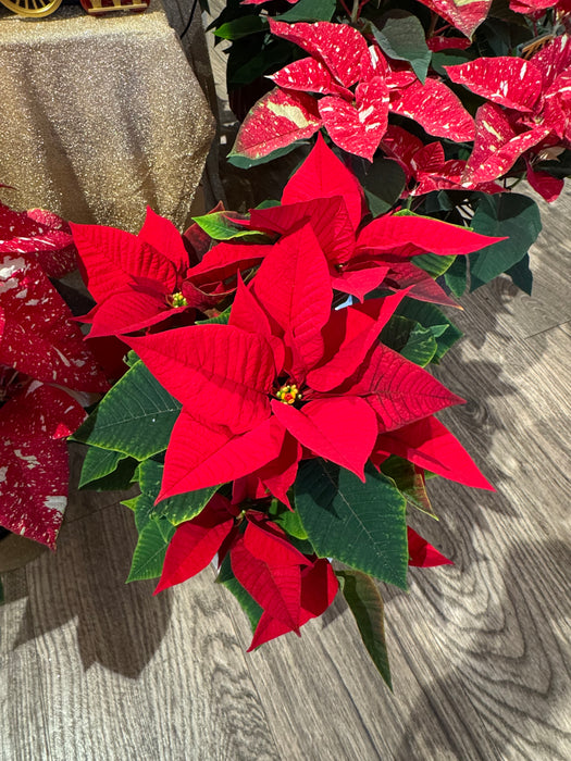 Red Christmas Star - Height 35/40