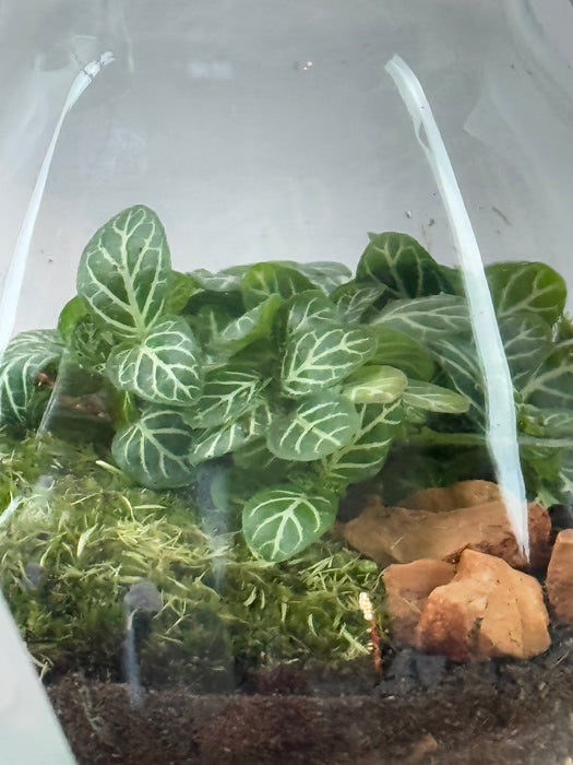 Terrarium Rimini Lilly 001 - Fittonia