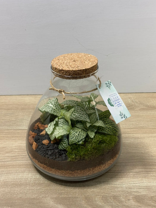 Terrarium Rimini Lilly 002 - Fittonia