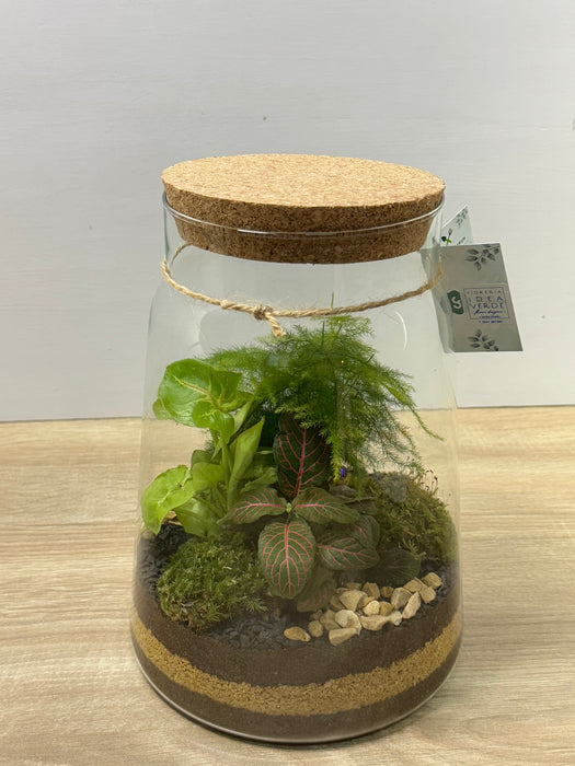 Terrarium Rimini Sally 002 - Green Mix