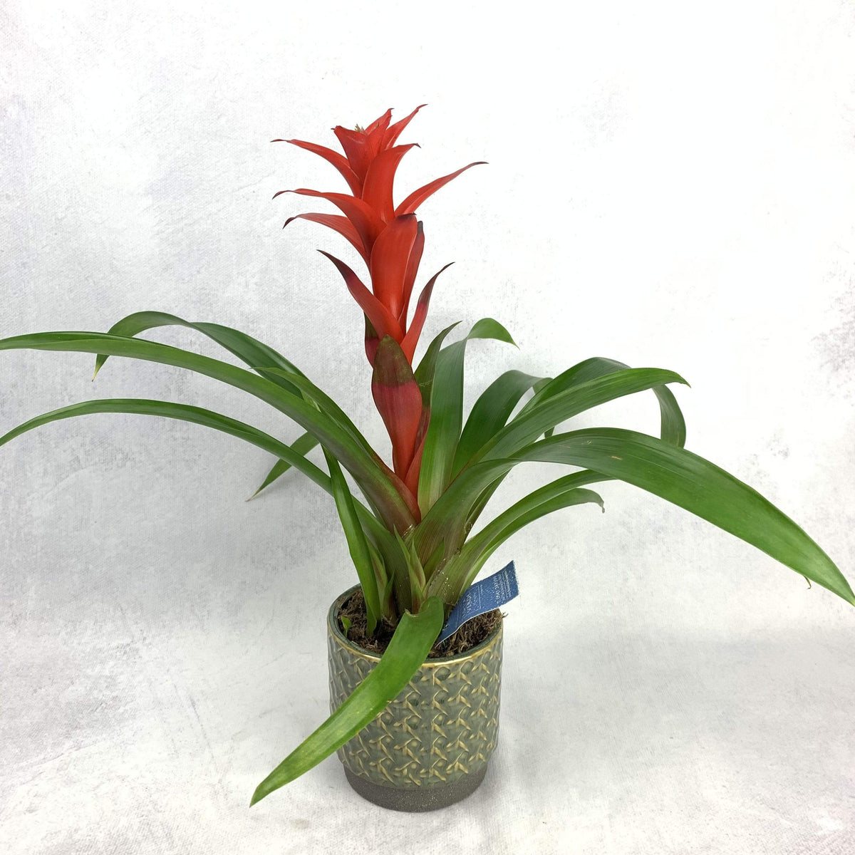 Guzmania con vaso di vetro in gelatina - Fiori e Piante Nada